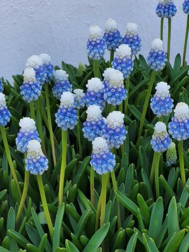 Flowers seen in Northern Europe during our Baltic Sea Cruise